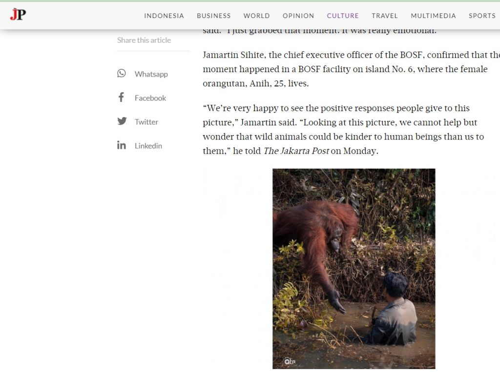 Orangutan offered helping hand to geologist? 
