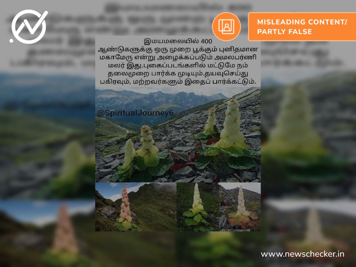 இமயமலையில் 400 ஆண்டுகளுக்கு ஒருமுறை பூக்கும் மகாமேரு மலர் என மீண்டும் பரவும் வதந்தி!