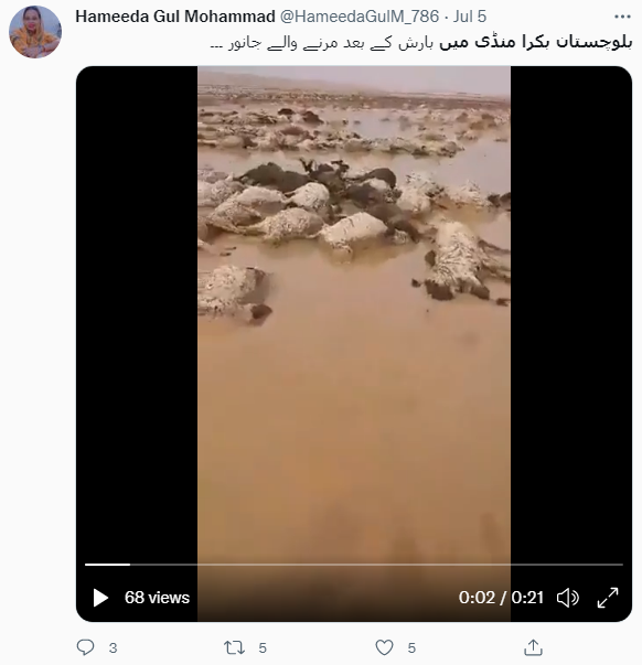 مرے ہوئے جانوروں کی یہ ویڈیو نہیں ہے بلوچستان کے بکرا منڈی کی