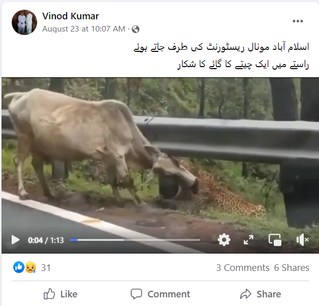 گائے کا شکار کرتے ہوئے تیندوے کی یہ ویڈیو پاکستان کی نہیں ہے