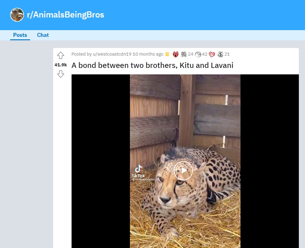 Reedit thread on viral cheetah video