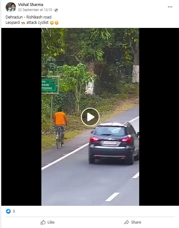 Leopard Attacking A Cyclist