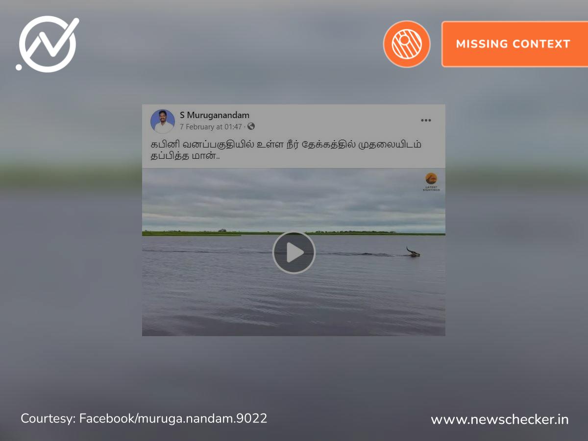 கபினி வனப்பகுதி நீர்த்தேக்கத்தில் முதலையிடம் இருந்து தப்பித்த மான் என்று பரவும் தவறான வீடியோ தகவல்!