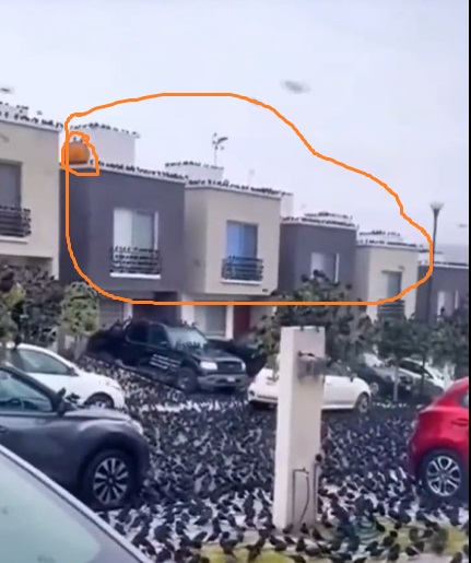 Video of birds invading a neighbourhood in Mexico falsely claimed to be from Japan