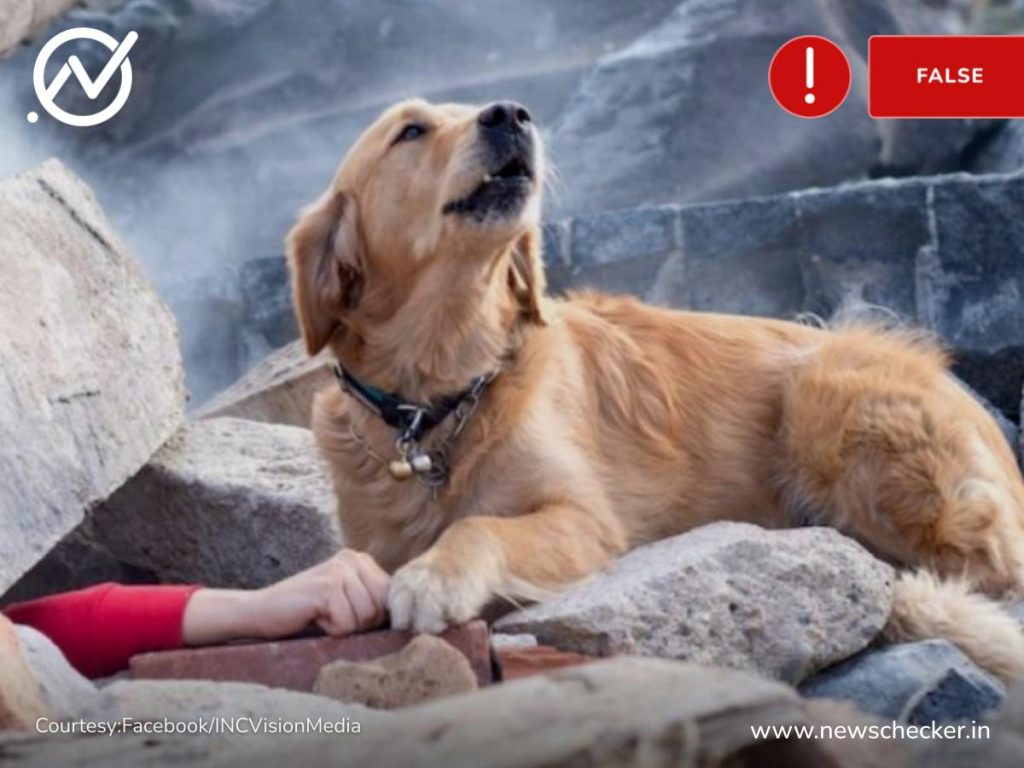 Turkey Earthquake Viral Image Of Dog Sitting Besides Man Buried Under