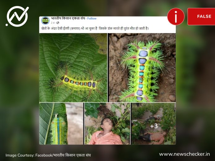 Caterpillar bite farmers death