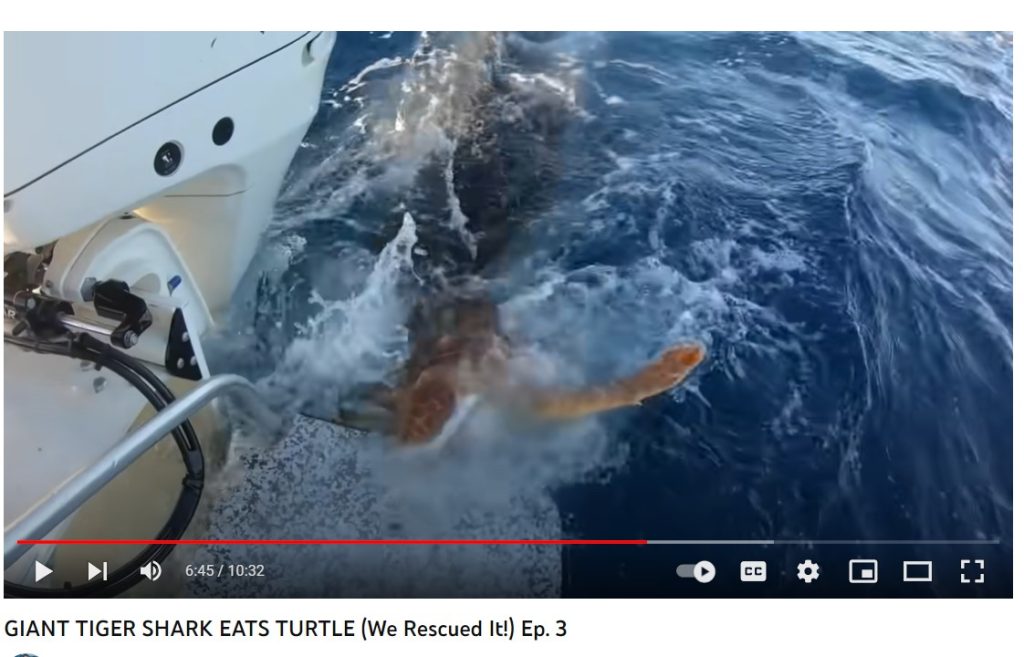 Screen grab of Kai Owen Fishing's video