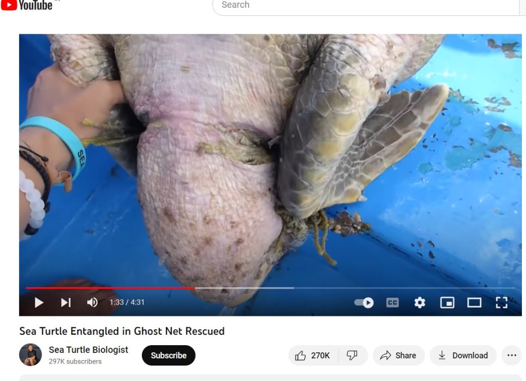 Screen grab of Sea Turtle Biologist's video