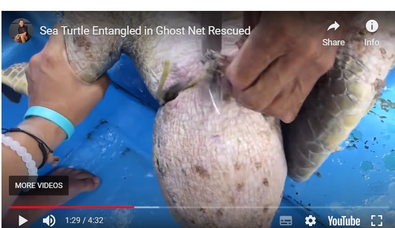 From Sea Turtle Biologist's video 