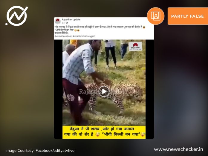 Madhya Pradesh Villagers tease drunk leopard