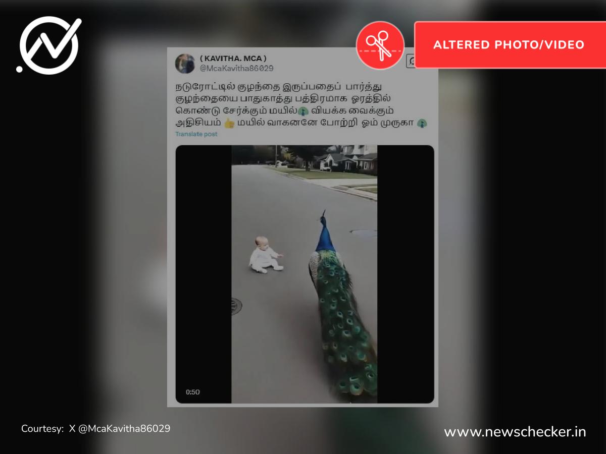 மயில் ஒன்று குழந்தையை நடுரோட்டில் இருந்து காப்பாற்றுவதாக பரவும் வீடியோ உண்மையா?