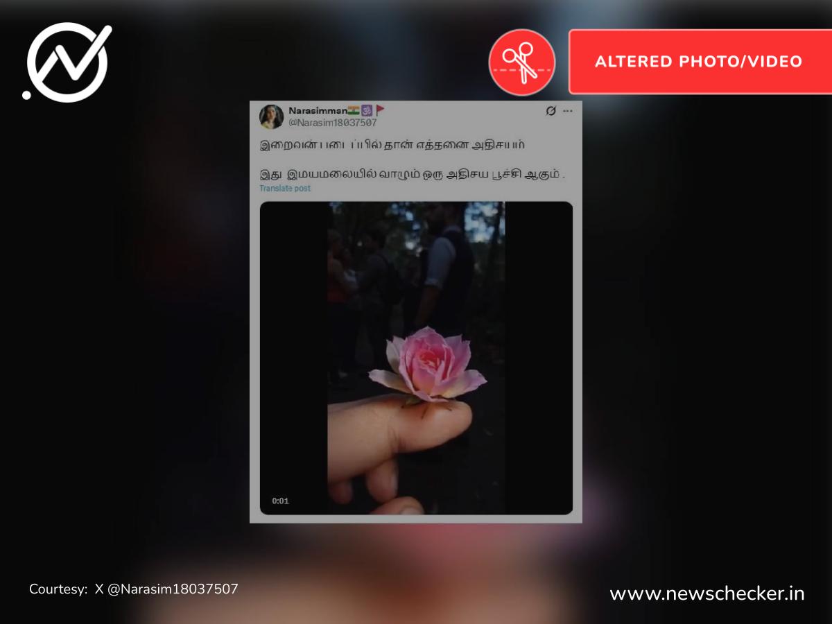 இமயமலையில் மலர் வடிவில் வாழும் அதிசய பூச்சி என்று பரவும் வீடியோ உண்மையா?