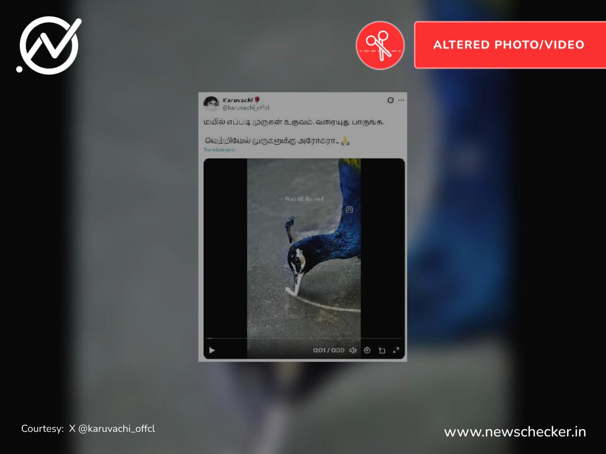 மயில் ஒன்று முருகன் உருவத்தை தத்ரூபமாக வரைவதாகப் பரவும் வீடியோ உண்மையா?