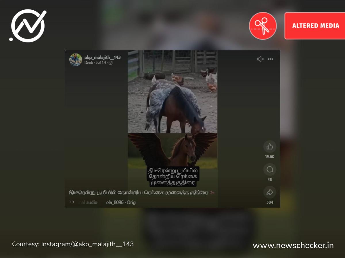 இறக்கை முளைத்த குதிரை ஒன்று பூமியில் தோன்றியதாக பரவும் வீடியோ தகவல் உண்மையா?