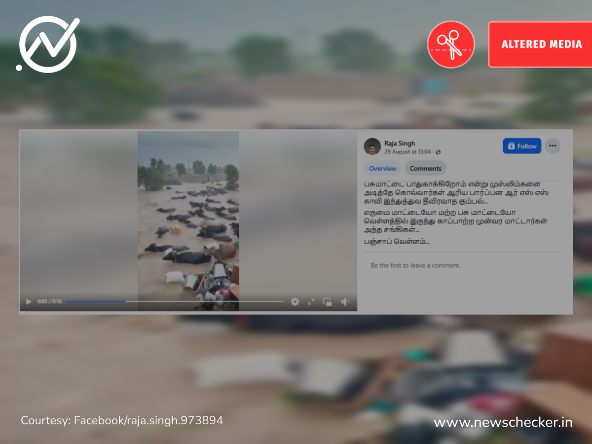 பஞ்சாப் வெள்ளத்தில் மாடுகள் அடித்து செல்லப்பட்டதாக பரவும் AI வீடியோ!